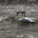swans swimming at Ölands Södra Udde, Sweden