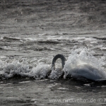 a swan swimming near Öland