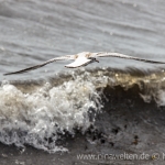 hunting seagull in Öland, Sweden