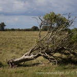 Öland nature