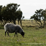 Öland nature