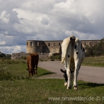 cows in front of Borgholms Slott