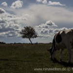 Öland nature