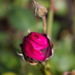 Rose in Sollidens Slott, Öland, Sweden