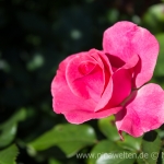 Rose at Solliden Slott, Öland, Sweden