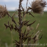 Öland nature